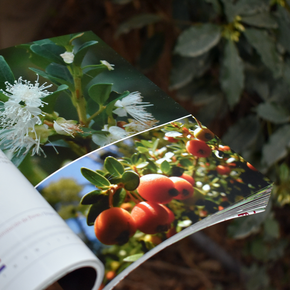 Botánica Ecológica: un libro que invita a caminar por cada rincón del bosque chilote